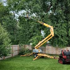 Best Tree Health Inspection  in Lucerne, CA