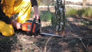 Best Root Management and Removal  in Lucerne, CA