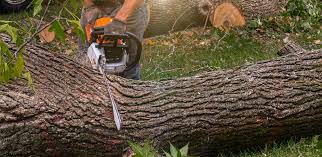 Best Landscape Design and Installation  in Lucerne, CA