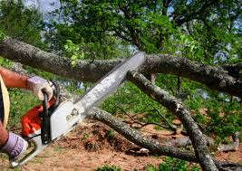Best Tree Mulching  in Lucerne, CA