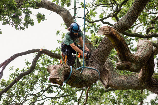 How Our Tree Care Process Works  in  Lucerne, CA
