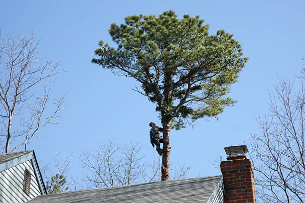 Best Tree Risk Assessment  in Lucerne, CA